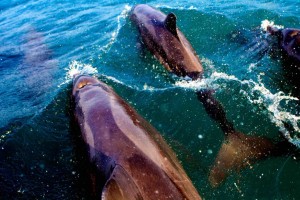 Dolfijnen op reis