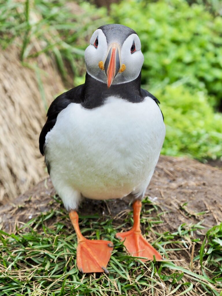 Aan de oostkust laten we ons vertederen door de vele papegaaienduikers, mascottes van Ijsland